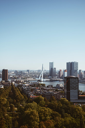 Cities, Trees, Architecture, City, Building, Bridge HD phone wallpaper