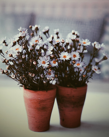 Flowers, Bouquets, Blur, Smooth, Vase HD phone wallpaper