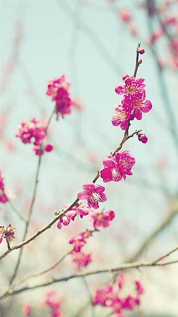 Peach Blossom Spring Nature Branch 6 HD phone wallpaper