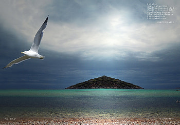 Soaring Seagull, flying, eagle, dusk, ocean HD wallpaper