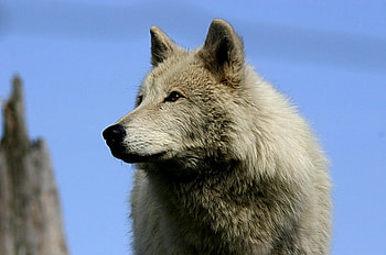 White Wolf, blue, dog, fur, hot, sky, wolf HD wallpaper
