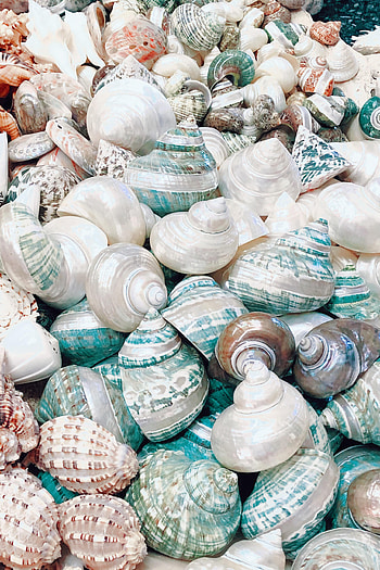Beach, Coast, Miscellanea, Miscellaneous, Shell, Nautical, Maritime HD phone wallpaper