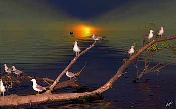 Beautiful Sunset, birds, graphy, art, sunsets, nature, beauty HD wallpaper