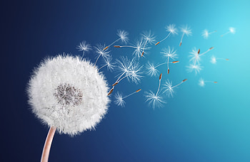 FotografÃ­a Dandelion seed in background blue por Bess Hamiti en 500px HD wallpaper