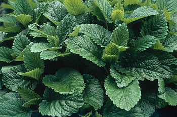 Melissa officinalis, Lemon Balm benefits, Historical collection, Medicinal herb HD wallpaper