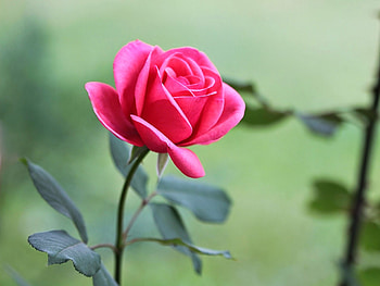 ROSE, PETALS, LEAVES, COLORS, STEM HD wallpaper