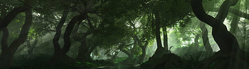 Majestic forest, Nature's grandeur, Towering trees, Untouched wilderness HD wallpaper