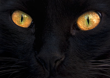 black, animal, 3d, yellow, eyes, cat HD wallpaper