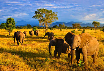 Study abroad, Tanzania, Academic experience, Cross-cultural learning HD wallpaper