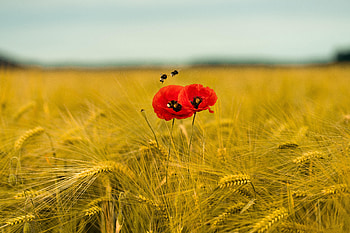 Flowers, Bees, Poppies, Ears, Spikes, Wildflowers HD wallpaper