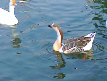 Ducks in lake, lahore, ducks, in lake, animals HD wallpaper