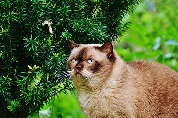 Animals, Cat, Branches, British Shorthair Cat, British Shorthaired Cat HD wallpaper