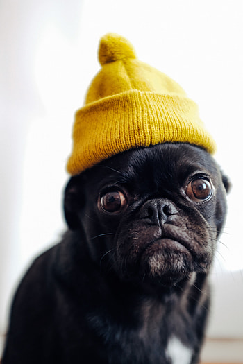 Funny, Animals, Dog, Pet, Cap, Pug HD phone wallpaper