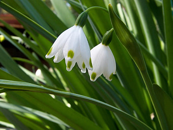 Flowers, Snowdrops, Greens, Spring HD wallpaper