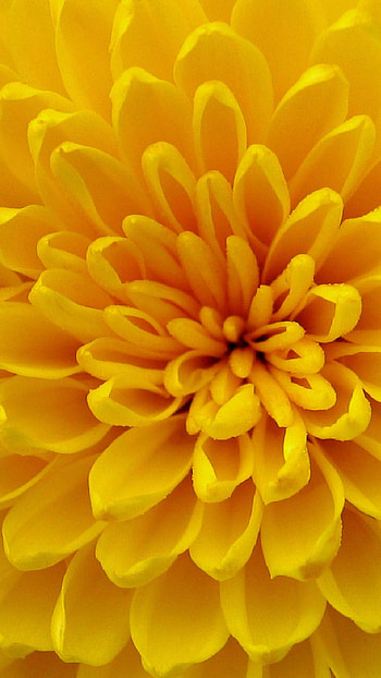 Yellow Colour, Yellow Colour Flower HD phone wallpaper