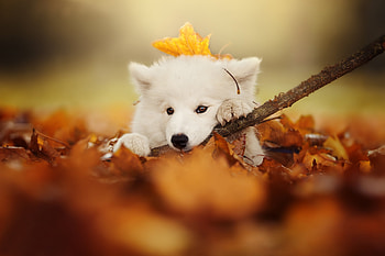 dog with a leaf, animal, dog, branch, puppy, autumn, nature HD wallpaper