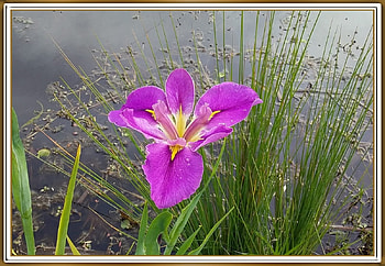 WATER IRIS FLOWER, FLOWER, PRETTY, NATURE HD wallpaper