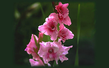Gladiolus, plant, pink, flower HD wallpaper