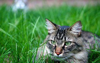 Grass Cat, cat HD wallpaper