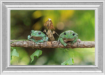 FRAMED FROGS, NATURE, FROGS, FRAMED HD wallpaper