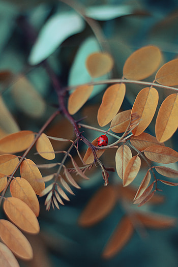 Leaves, Macro, Branch, Insect, Ladybug, Ladybird HD phone wallpaper