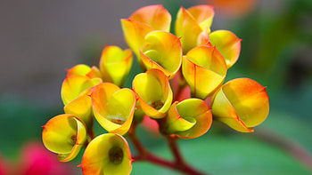 Yellow euphorbia flowers, close up, blossom HD wallpaper