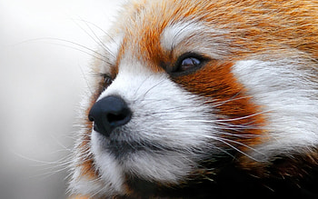 Red panda, white, skin, face, cute, orange HD wallpaper