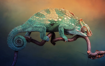 Animals, Sit, Beautiful, Branch, Lizard, Chameleon HD wallpaper