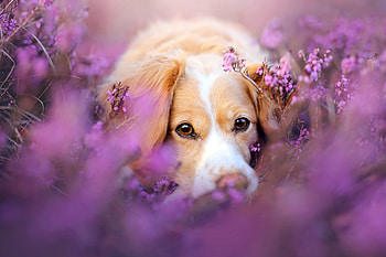 Cute Dog In Flowers, dog, animals, flowers HD wallpaper