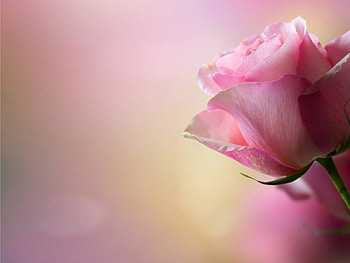 rose, pink, wellow, flower HD wallpaper
