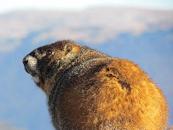 Animals, Thick, Fat, Cool, Marmot HD wallpaper
