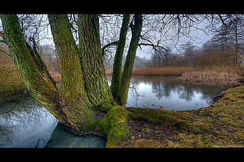 Good Ol Willow, trees, willow, nature, lake HD wallpaper