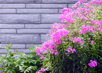 Hot Pink Phlox, graphy, Summer, Phlox, Flowers, Hot Pink, Nature HD wallpaper