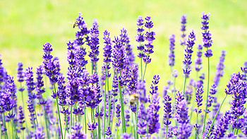 Lavender HD wallpaper