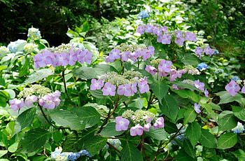 Flowers, Leaves, Close-Up, Bloom, Flowering, Hydrangea HD wallpaper