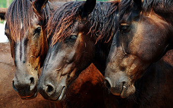 Animals, Horses, Brown, Color, Mane, Head, Three HD wallpaper