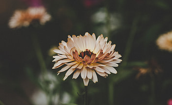 Flowers, Flower, Petals, Bud, Blur, Smooth HD wallpaper