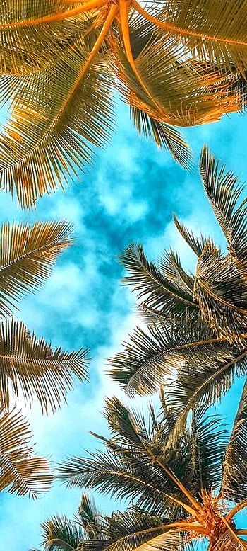 LoveLife, cloud, sky, palms HD phone wallpaper