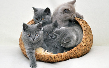 kittens in the basket, basket, kitten, cat, feline HD wallpaper