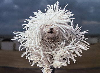 Bergamasco, Komondor , Animal HD wallpaper