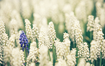 Flowers, Plant, Macro, Bloom, Flowering HD wallpaper