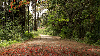 Road Between Trees Branches Bushes Forest Nature Background Nature HD wallpaper