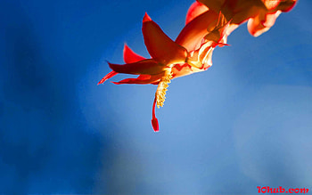 Windows 10 Flowers HD wallpaper