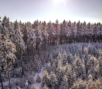Winter, snowfrost, snowlayer, trees, forest HD wallpaper