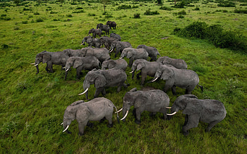 Uganda travels, Fantastic animal herd, Beautiful HD wallpaper
