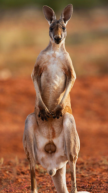 Kangaroo (Animals), Kangaroo , Artistic ry, Nature's charm HD phone wallpaper