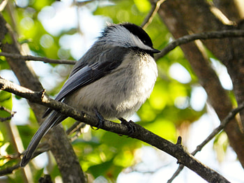 Chickadee's Tree, Bird, graphy, Tree, Sunshine, Chickadee HD wallpaper