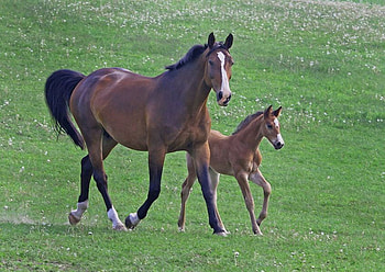 KEEP UP, horse, brown, foal, mare HD wallpaper