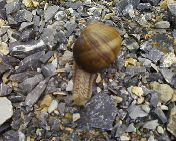 Snail, animal, animals, snails, melc HD wallpaper
