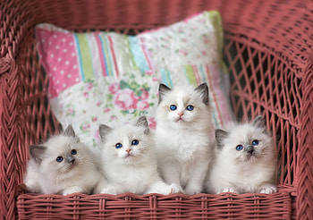 Siblings, Ragdoll HD wallpaper